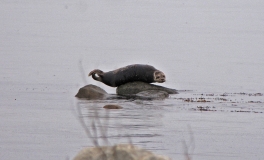 Sæl