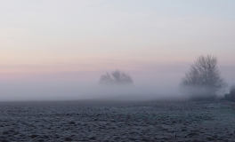 Buske i morgendis