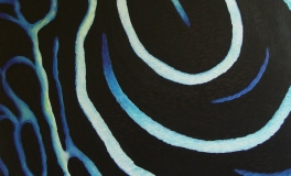 Angelfish texture