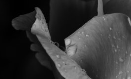 5. Senza una donna