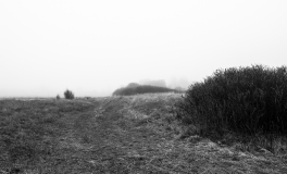 Motiv fra strandengen ved Omø nordstrand