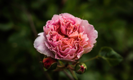 Abraham Darby