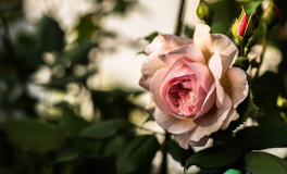 A Shropshire Lad