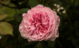 A Shropshire Lad