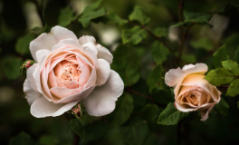 Crocus Rose