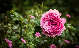Princess Alexandra of Kent