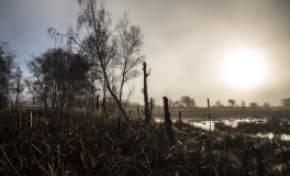 mosen_5